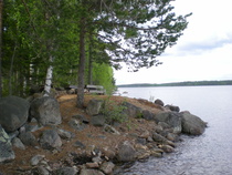 Kotvelo